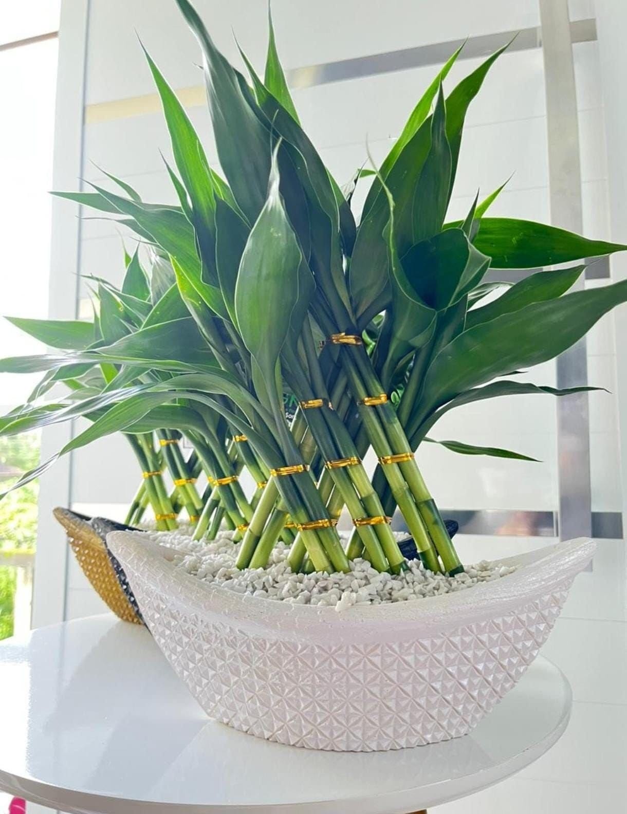 bambu da sorte natural em vaso branco decoração