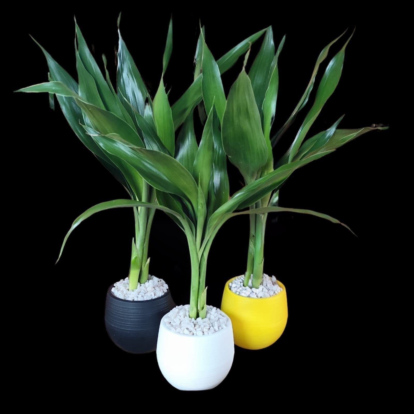 planta bambu da sorte pronta para presente